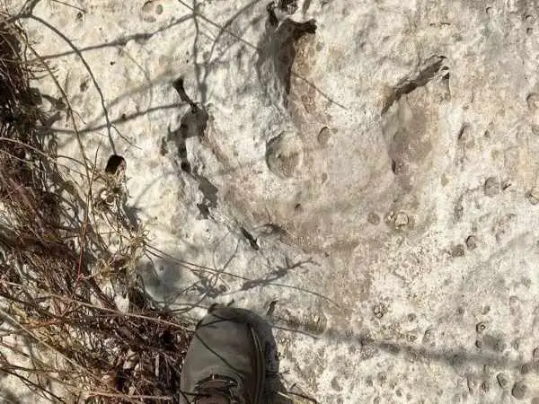 ردپای هیولاهای گوشتخوار 115 میلیون ساله در اثر سیلاب از زیر خاک بیرون آمد