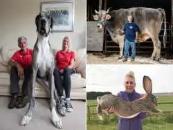 حیوانات غول پیکری که جهان را شگفت زده کردند