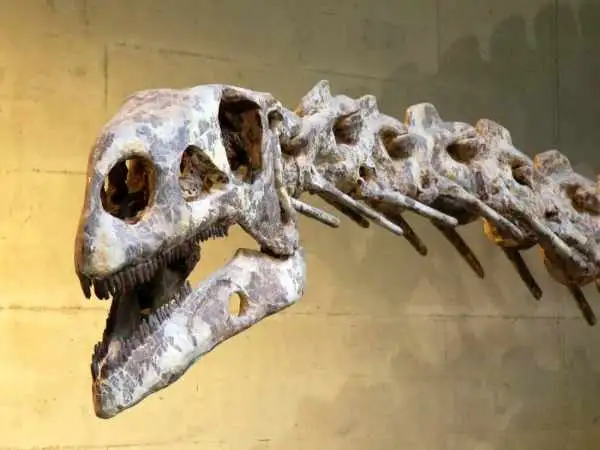 «عمیق ترین» فسیل دایناسور که دو کیلومتر زیر بستر دریا پنهان شده بود