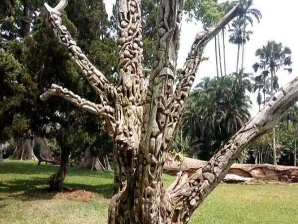 تصاویر؛ هنر خیابانی؛ وقتی «درختان» به شاهکارهای هنری تبدیل می شوند