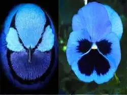 تصاویر؛ از این تکرارها و شباهت ها در طبیعت و قدرت خداوند شگفت زده می شوید