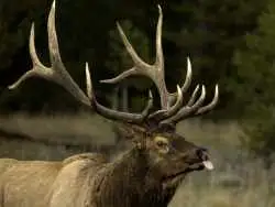 حیواناتی که با ژست های ناجور جلوی دوربین ظاهر شدند