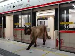 تصاویر؛ مرد چینی برای «گربه هایش» یک «مترو» واقعی ساخت