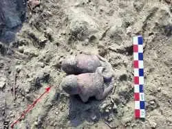 «قورباغه های به هم چسبیده» بعد از 3800 سال از زیر خاک بیرون آمدند