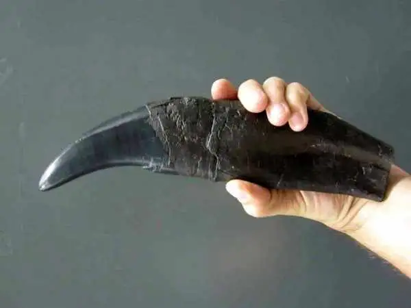 «دندان دایناسور» راز «آب و هوای زمین» در میلیون ها سال قبل را فاش می کند