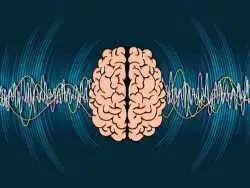 دانشمندان راه جدیدی برای بهبود تمرکز، توجه و حافظه کشف کردند