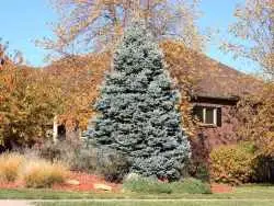 زیباترین درختان با «رشد سریع» برای کاشت در حیاط و باغ