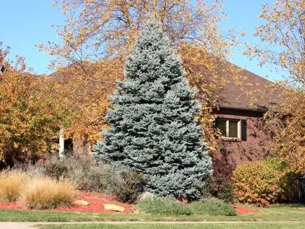 زیباترین درختان با «رشد سریع» برای کاشت در حیاط و باغ