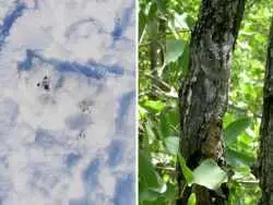 تصاویر دیدنی از «استتار» حیوانات در خانه و طبیعت