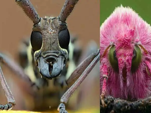 تصاویر؛ عکاس آفریقایی که «چهره های پنهان حشرات» را کشف می کند