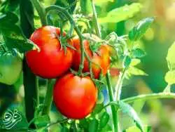 گوجه فرنگی در آستانه انقراض!