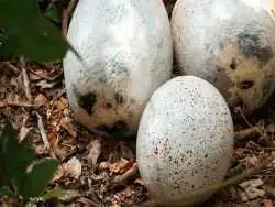 تخم های 85 میلیون ساله دایناسور و «ساعت اتمی فسیل ها»!