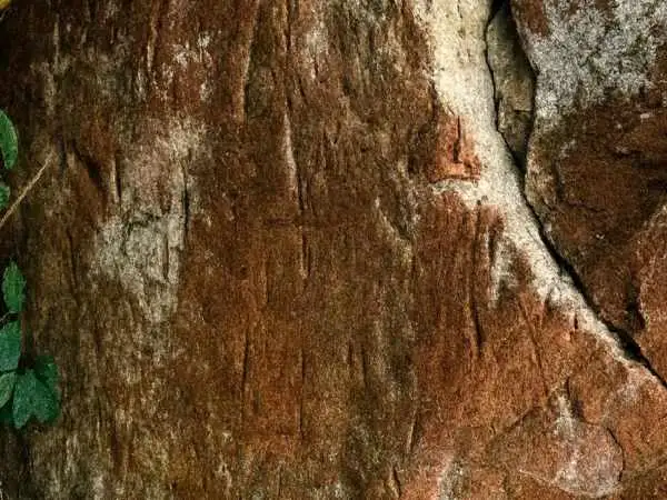 کشف کتیبه باستانی در نزدیکی قله کوه در تایلند