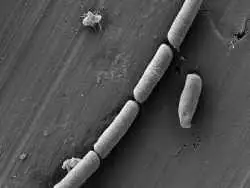 ترکیب شگفت انگیز «سیمان و میکروب» که می تواند برق را در دیوار ذخیره کند