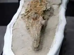 بقایای 10 میلیون سالۀ «دلفین» در «بیابان» پیدا شد