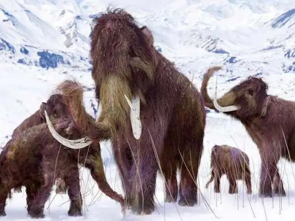 دندان «ماموت دورگه» بعد از 25 هزار سال به آزمایشگاه رفت