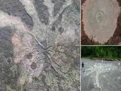 جنگل درختان 385 میلیون ساله که جای ریشه هایشان در سنگ باقی مانده است