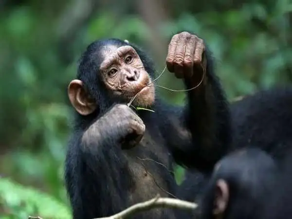 چرا میمون ها هنوز منقرض نشده اند؟