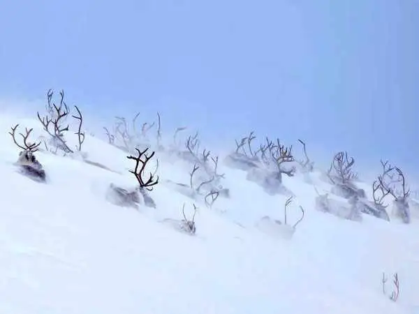 تصاویر؛ شاهکارهای عکاسی طبیعت در سال 2025 که از بین 11 هزار عکس انتخاب شده اند