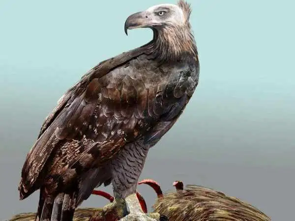 وحشتناک ترین عقاب تاریخ که انسان را هم شکار می کرد