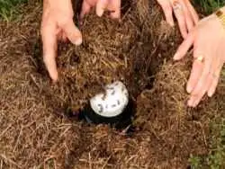 محققان با استفاده از یک روش سنّتی توانستند «ماست مورچه ای» درست کنند