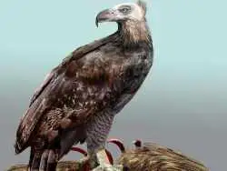 وحشتناک ترین عقاب تاریخ که انسان را هم شکار می کرد