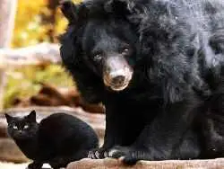 گربه ای که ناجی نوزاد انسان شد!