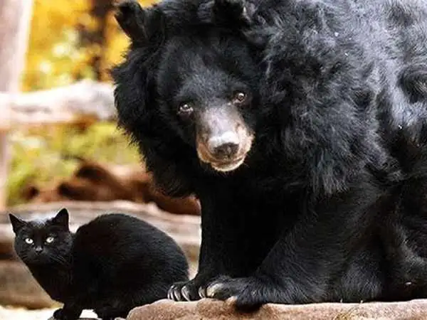 گربه ای که ناجی نوزاد انسان شد!