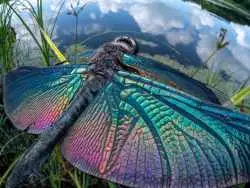 شاهکارهای عکاس ژاپنی که ما را به درون دنیای حشرات می برد