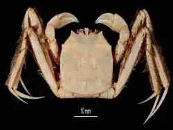 عکس| این خرچنگ 65 میلیون ساله  دایناسورها را زنده دید! 