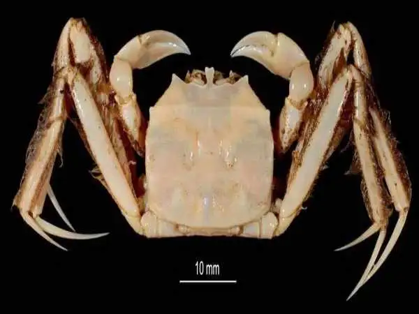 عکس| این خرچنگ 65 میلیون ساله  دایناسورها را زنده دید! 