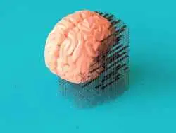 آیا می دانستید «مغز زنان» هر ماه دوباره متولد می شود؟