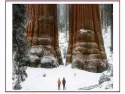 تصاویر؛ این شما و این هم بزرگ ترین موجود زنده سراسر کره زمین: شگفت زده می شوید! 