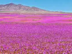 شکوفایی غیرمنتظره آتاکاما؛ خشک ترین بیابان زمین به بهشت گل ها تبدیل شده است