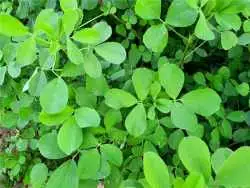 گیاهی که باورتان نمی شود ضد کلسترول و قند باشد