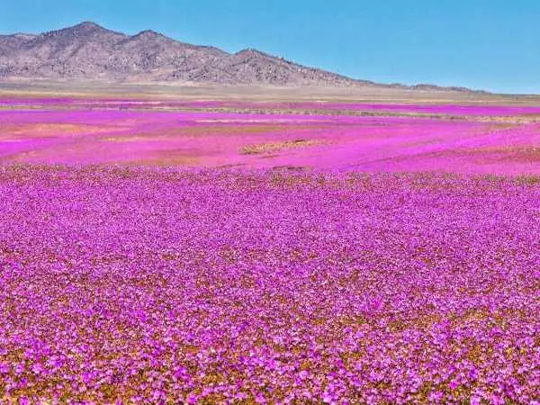 شکوفایی غیرمنتظره آتاکاما؛ خشک ترین بیابان زمین به بهشت گل ها تبدیل شده است