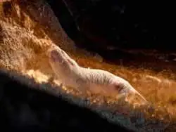 بعضی از موش های کور برهنه کار همیشگی شان «تمیز کردن توالت» است