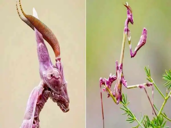 هیولایی صورتی رنگ که انگار از یک جهان دیگر آمده است