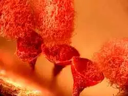 شاهکارهای عکاسی که دنیای نادیدنی را نشان می دهند