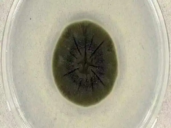 قارچی مرموز در چرنوبیل که از «اشعه مرگبار» تغذیه می کند