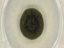 قارچی مرموز در چرنوبیل که از «اشعه مرگبار» تغذیه می کند