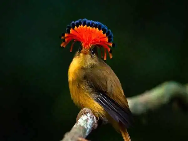 تصاویر؛ زیباترین پرندگان «تاجدار» جهان؛ از «کبوتر تاجدار» تا «مگس گیر سلطنتی»