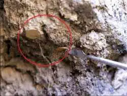 گنج سکّه های 1400 ساله که در زمان حملۀ «ساسانیان» دفن شده بود از زیر خاک بیرون آمد