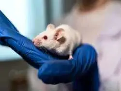 دانشمندان ژن «انسان های منقرض شده» را به «موش» انتقال دادند؛ نتیجه چه بود؟