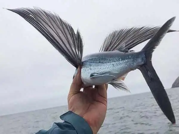 جانوران غیر پرنده  ای که می توانند پرواز کنند