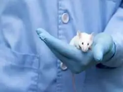 دانشمندان ژن های نئاندرتال و دنیسوان را به موش ها منتقل کردند؛ نتایج شگفت انگیز بود