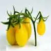 تصاویر؛ گوجه گلابی؛ گوجه ای ریز و شبیه گلابی و قطرات اشک که در رنگ های مختلفی رشد می کند و سرآشپز های جهان عاشق آن هستند