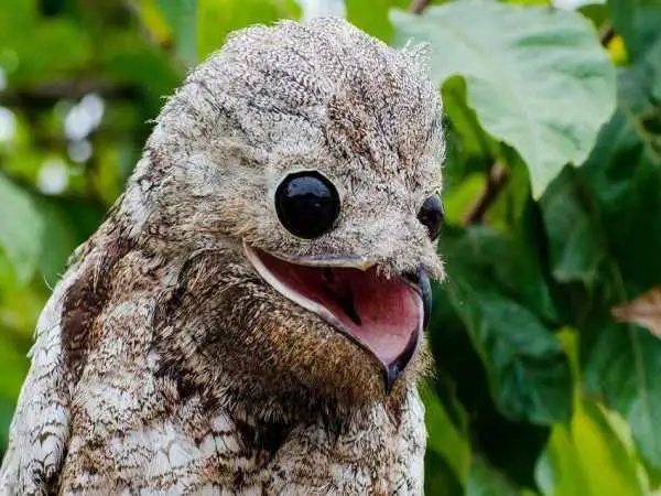 تصاویر؛ ترسناک ترین پرندگان جهان که انگار از یک کابوس بیرون آمده اند