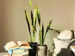 چرا برگ های سانسوریا لوله می شود؟ راهکارهای نجات سریع گیاه