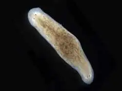 کرم های حیرت انگیزی که می توانند «دو سر» داشته باشند